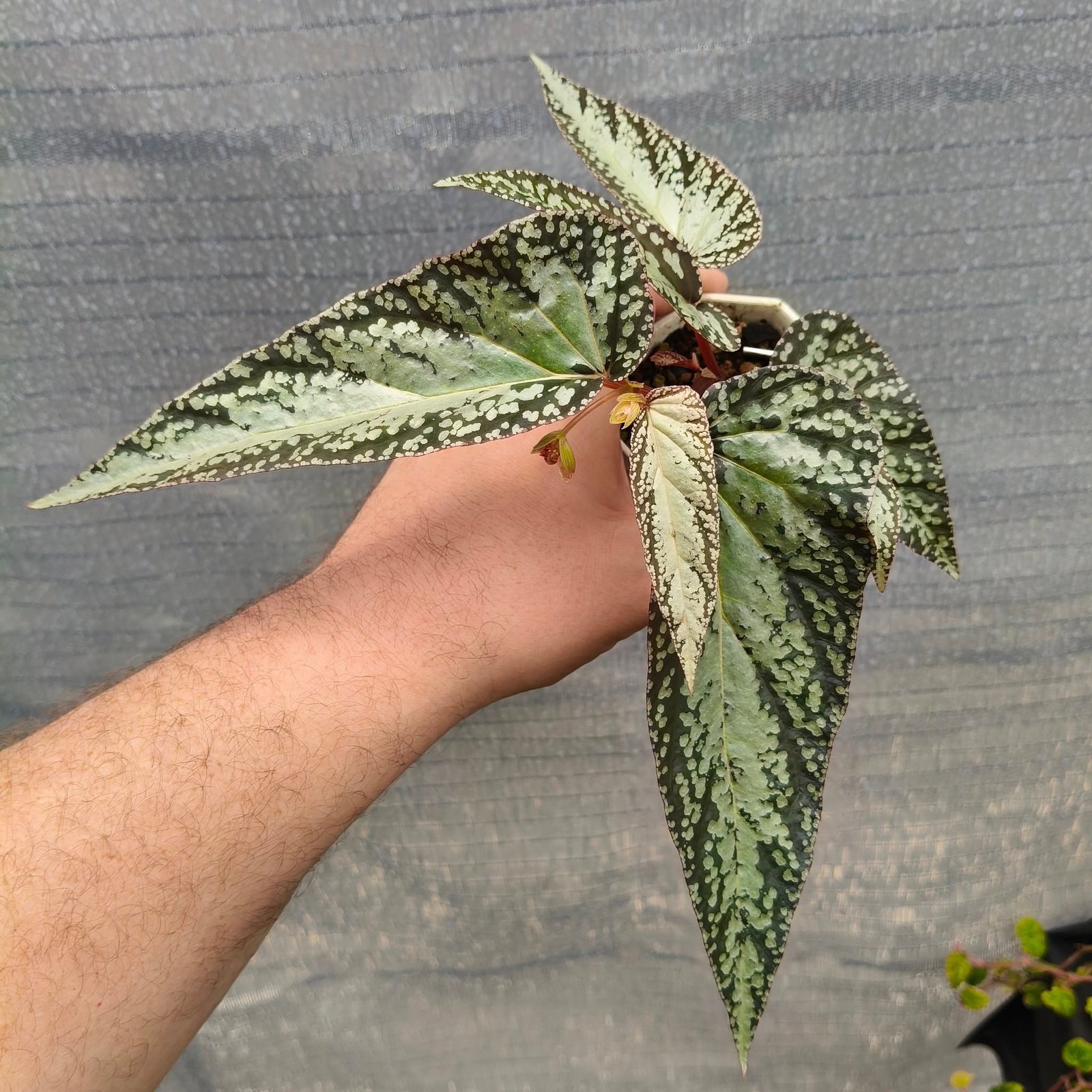 Begonia Luna's Comet