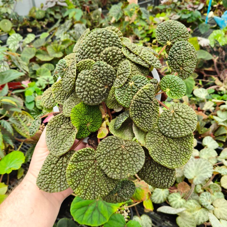 Begonia bullatifolia