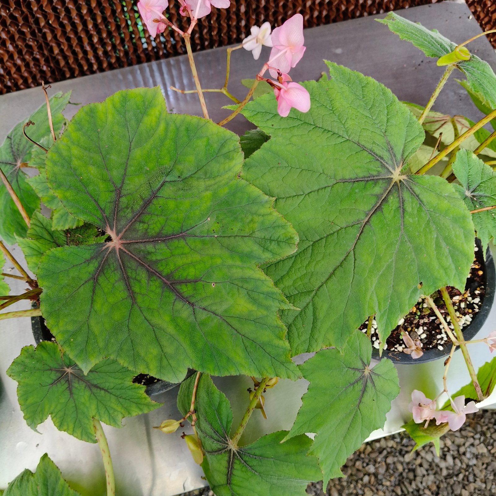 Begonia palmata