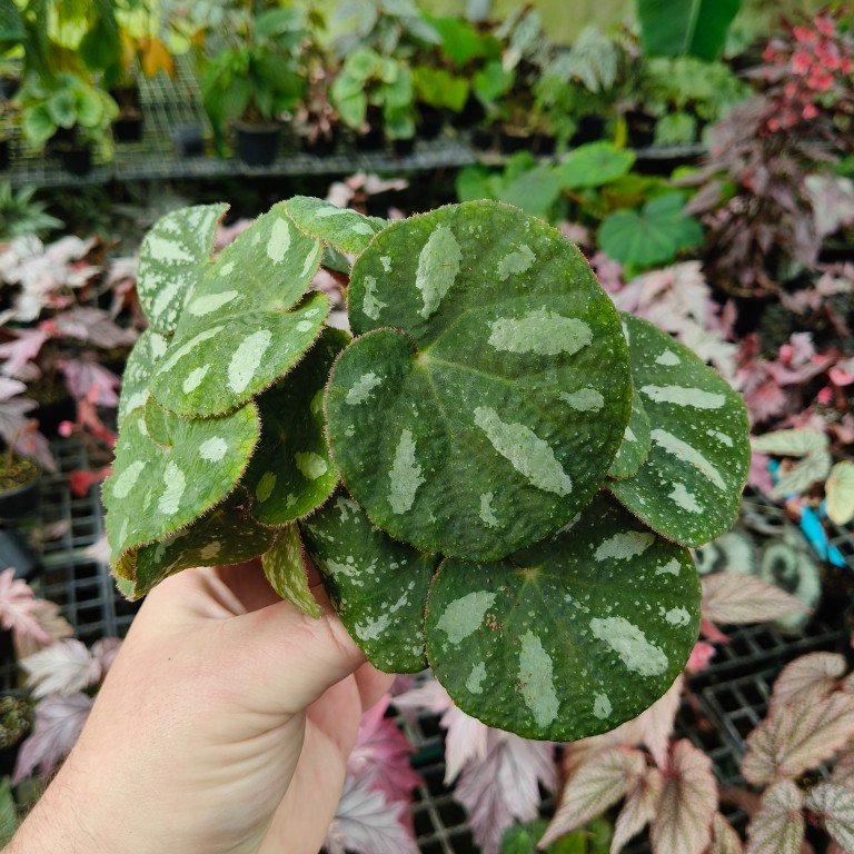 Begonia sp. Vietnam 1