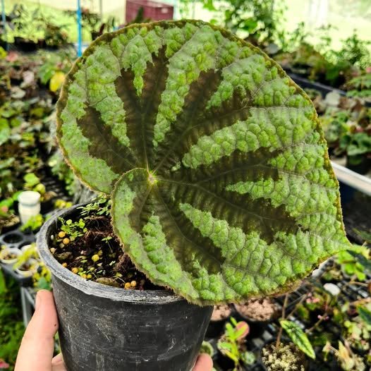 Begonia lanternaria