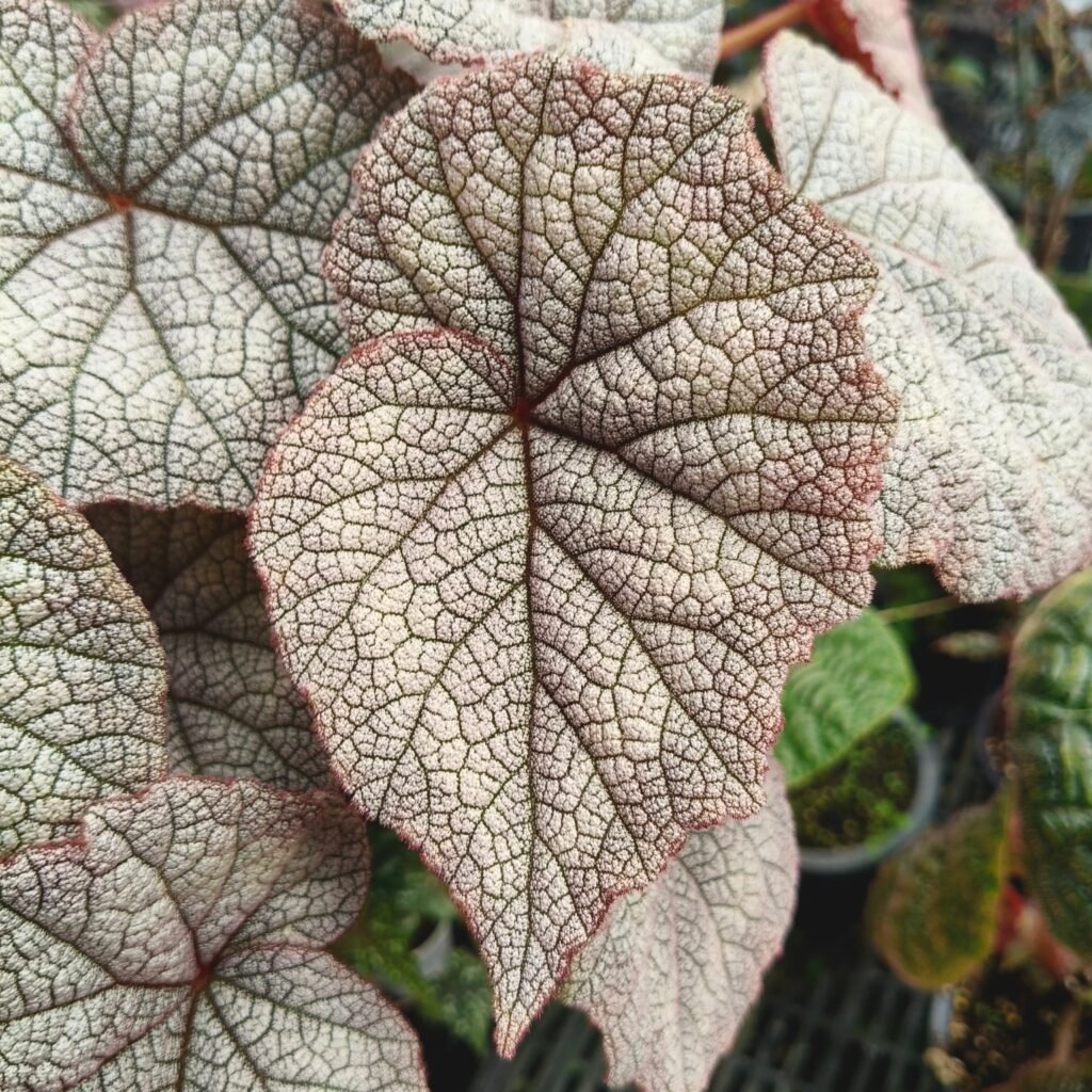 Begonia ‘Luna’